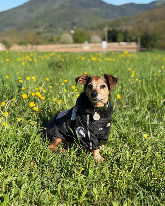 Parka Noir The Dog Face