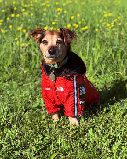 Parka Rouge The Dog Face