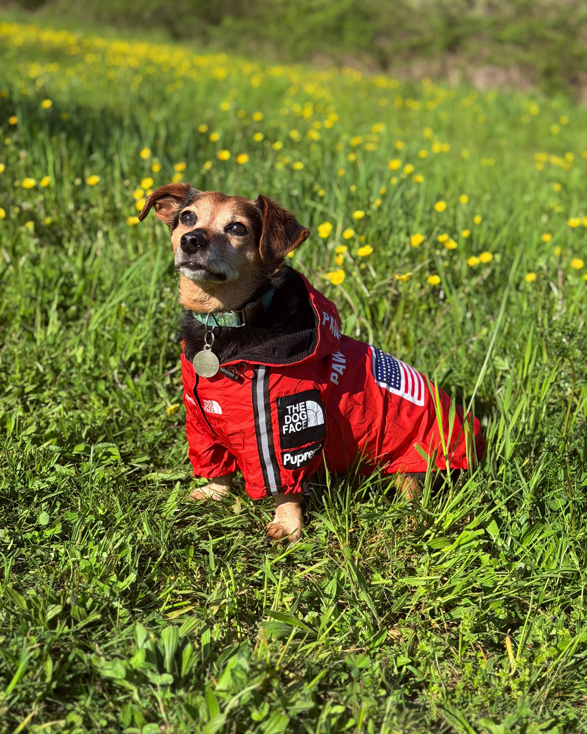 Parka Rouge The Dog Face