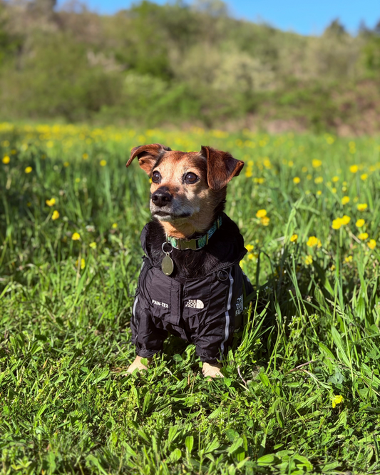 Parka Noir The Dog Face